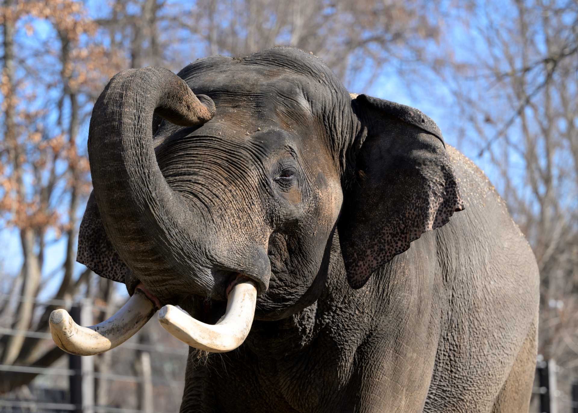 Cincinnati Zoo welcomes Raja, new 10,000-pound bull elephant from Saint Louis Zoo — WLWT 5 (Cincinnati)